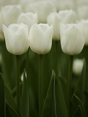 Image showing White tulips 