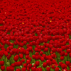 Image showing Red tulips 