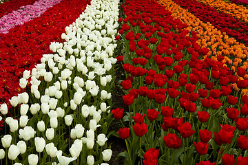 Image showing Spring field with tulips