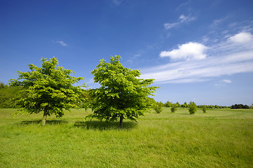 Image showing Trees on green field