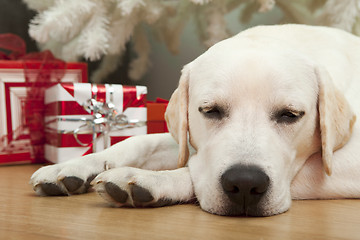 Image showing Christmas Dog