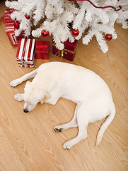 Image showing Christmas Dog