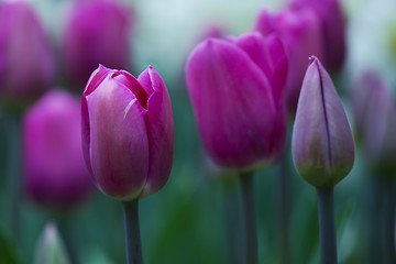 Image showing Pink tulips 