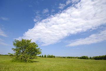 Image showing Tree on green field