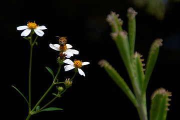 Image showing bee collecting pollen