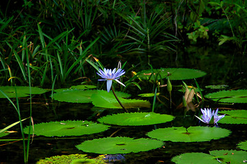 Image showing Lily pads with water lilies in bloom