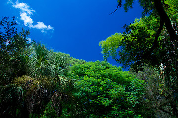 Image showing sky above tropical forest