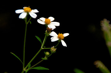 Image showing small white daisies against a dark background