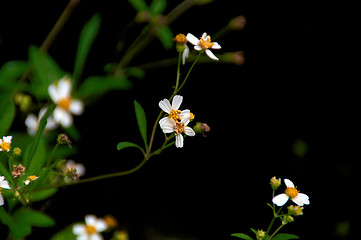 Image showing small white flowers against a dark background