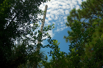 Image showing trees and clouds