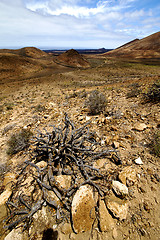 Image showing in los volcanes lanzarote spain plant flower bush