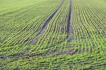 Image showing Green rows at a Springtime field