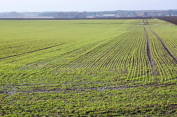 Image showing Early springtime field