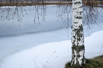Image showing Birch trunk at winter