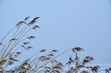 Image showing Soft reeds detail