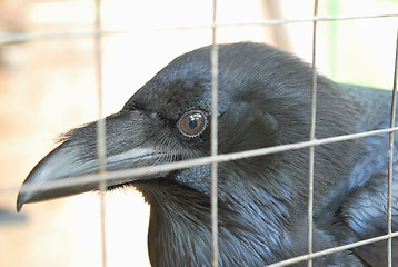 Image showing Head of Raven