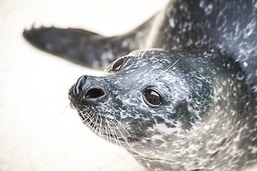 Image showing Seal