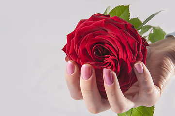 Image showing Rose in a hand