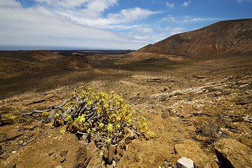 Image showing vulcanic timanfaya   spain plant flower bush