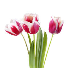 Image showing bouquet of tulips