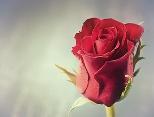 Image showing red rose