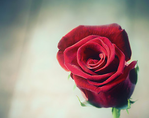 Image showing red rose