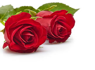 Image showing red roses