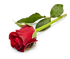 Image showing red rose