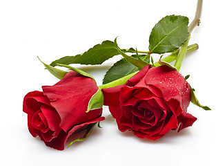 Image showing red rose