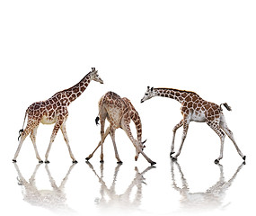 Image showing Giraffes  Isolated On White Background