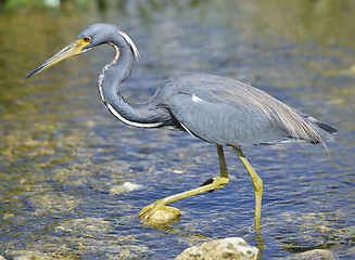 Image showing Tricolored Heron