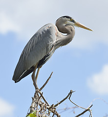 Image showing Great Blue Heron Perching