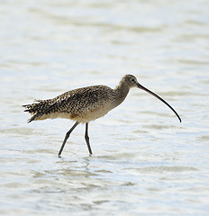 Image showing Long-Billed Curlew Bird