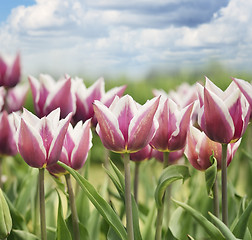 Image showing Red And White Tulips