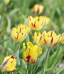 Image showing Yellow Tulips