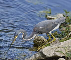 Image showing Tricolored Heron