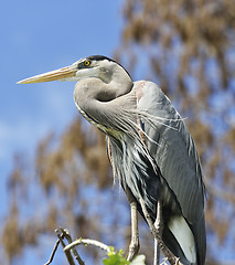 Image showing Great Blue Heron Perching