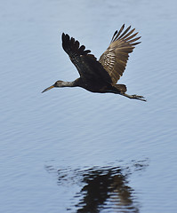 Image showing Limpkin Bird