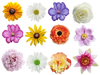 Image showing Flowers Collection