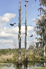 Image showing Florida Wetlands