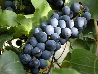 Image showing grape