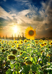 Image showing Sunset over sunflowers