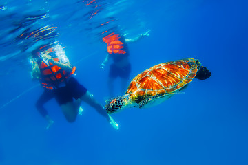 Image showing Green Turtle