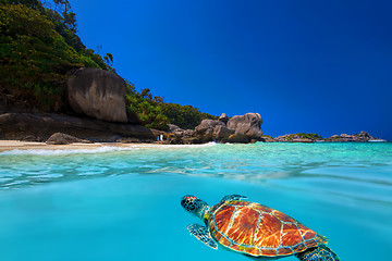 Image showing Green Turtle at Similan Islands