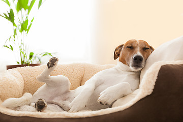 Image showing siesta dog