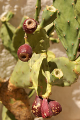 Image showing Wild indian figs