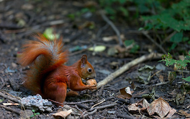 Image showing Red squirrel eat walnut in autumn forest