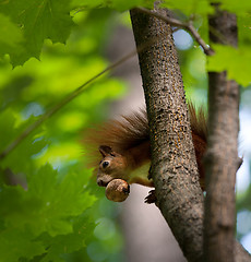 Image showing Red squirrel on tree with walnut in mouth.