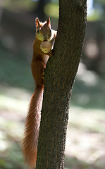 Image showing Red squirrel on tree with walnut in mouth