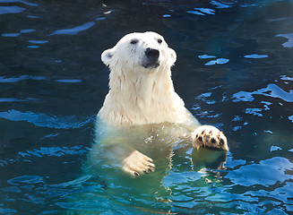 Image showing Polar bear